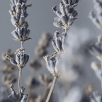 Lavender Glow Soy Candle