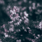 Heather Bouquet Soy Candle