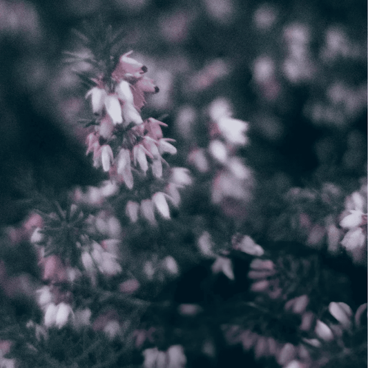 Heather Bouquet Soy Candle