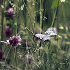 Midnight Blush Soy Candle